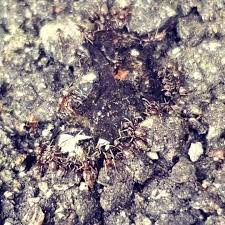 Brevard is located at the entrance to pisgah national forest and has become a noted tourism. Pisgah Pest Control Home Facebook