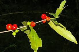 Image result for Tricalysia jasminiflora