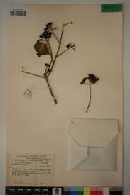 Image result for Crossopteryx