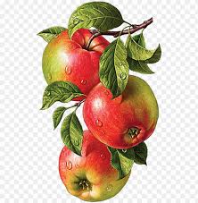 Check spelling or type a new query. Drawing Pencil Colour Fruits Png Image With Transparent Background Toppng