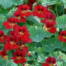 Nasturtium Seeds 16 Nasturtiums Showy Annual Flower Seeds Nasturtium Flower Red Flowers Garden Annual Flowers