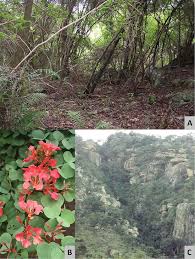 Image result for Secamone delagoensis