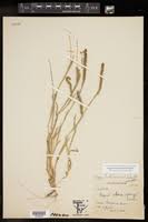 Image result for Tragus berteronianus