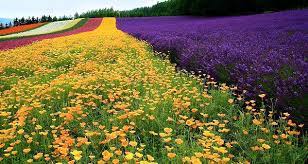 Tomita Lavender Fields Lavender Fields Beautiful Flowers Pictures Fields