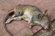 Wichtige hinweise zur awv meldepflicht bei grenzüberschreitenden zahlungen (auslandsüberweisungen). Ratten Bekampfen Und Aus Haus Und Garten Vertreiben Tipps