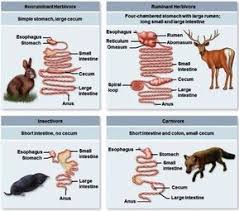 Variations In The Digestive Systems Of Different Types Of Mammals Ruminant Herbivore Non Ruminant Herbivore Ca In 2020 Digestive System Digestion Food For Digestion