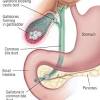 The rib cage is the arrangement of ribs attached to the vertebral column and sternum in the thorax of most vertebrates, that encloses and protects the vital organs such as the heart. 1