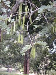 Image result for Millettia dura