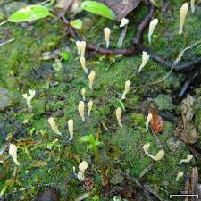 Image result for Multiclavula mucida