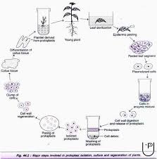 Cell Suspension Culture Plant Tissue Culture Techniques