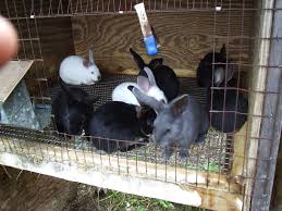 Maybe you would like to learn more about one of these? Satin Rise And Shine Rabbitry