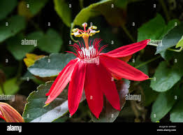 Image result for Passiflora vitifolia