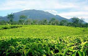 Check spelling or type a new query. Gunung Mas Puncak Review Wisata Harga Tiket 2021