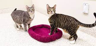 Check spelling or type a new query. Aggression Between Cats In Your Household Aspca