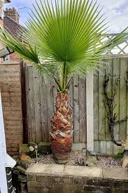 Image result for Washingtonia robusta