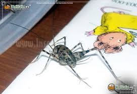 We couldn't refuse, because it would be rude. Spotted Camel Cricket Ceuthophilus Maculatus