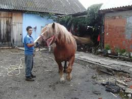 Cei aproape 200 de cai de rasă scoşi la vânzare fac parte din rasele shagya arab, huţul, cal de bucovina şi poney şi aparţin unor herghelii cu tradiţie. Mobila Pentru Bucataria Cai Semi Grei De Vanzare