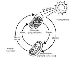 what are photosynthesis and respiration dummies