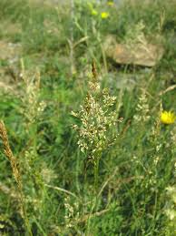 Image result for Agrostis pilgeriana