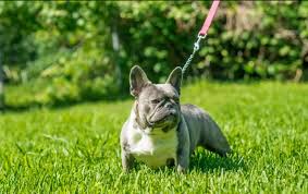 There are 2139 bully bulldog for sale on. Micro Exotic Bully French Bulldogs Home Facebook