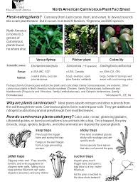 The only guide to caring for a venus flytrap you wil ever need. North American Carnivorous Plant Fact Sheet Venus Flytrap Sarracenia 8 Species Scientific Name Darlingtonia Californicadionaea Muscipula E Usa Canadarange Nw Ppt Download