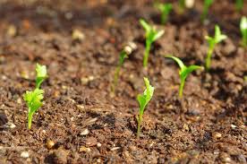 Direct sow your cilantro seeds into. How To Grow Coriander Cilantro In A Greenhouse