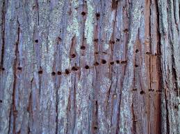 Western Red Cedar Bark With Sapsucker Wells Tree Bark Western Red Cedar Cedar Trees