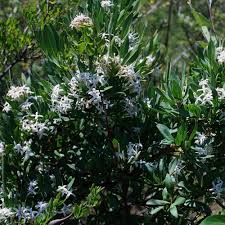 Image result for Pavetta zeyheri