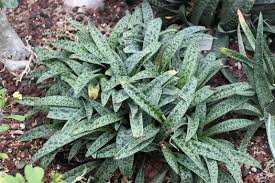 Image result for Ledebouria Unidentified sp. no4.