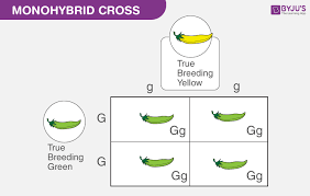 An Overview On Law Of Segregation And Law Of Dominance