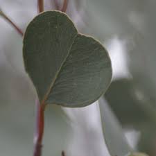 We did not find results for: Eucalyptus Orbifolia Round Leaved Mallee In Gardentags Plant Encyclopedia