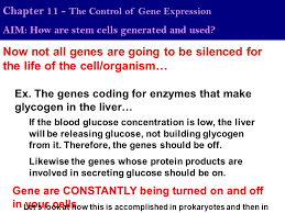 Chapter 11 The Control Of Gene Expression Ppt Download