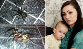 Symptoms of a black widow or brown recluse spider bite are nausea, vomiting, fever, headache what are the first signs and symptoms of spider bites that aren't not poisonous? False Widow Spider Baby Found Holding Arachnid By Mother Daily Mail Online
