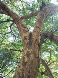 Image result for Copaifera