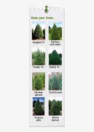 We did not find results for: Know Your Trees Douglas Fir Vs Fraser Fir Free Transparent Png Download Pngkey