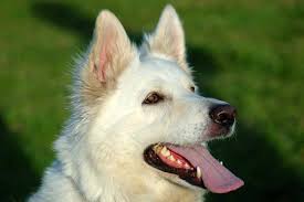 white german shepherd dog a plete