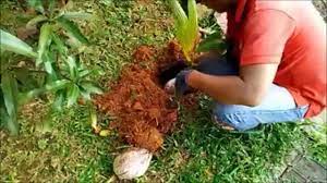 Cara membuat & merawat bonsai kelapa. Cara Menanam Pohon Kelapa Youtube