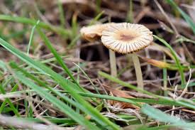 Image result for Bolbitius sp.