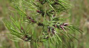 Image result for Bulbostylis pusilla