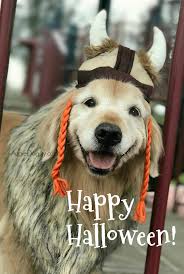 Happy Halloween From A Golden Viking Dog Goldenretriever Halloween Halloweencostume Viking Dog Halloween Funny Dog Pictures Cute Funny Animals