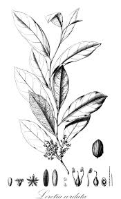 Image result for Icacinaceae