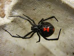 Male black widows are not venomous, and both the females and the males only bite in self defense. Poisonous Spiders In North Carolina Owlcation