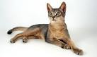 7 Most Common Colors of Abyssinian Cats [ 2020 ]