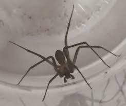 Id Found In Arkansas Spiders