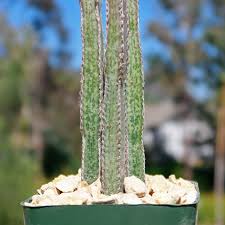 Image result for Pycreus nigricans