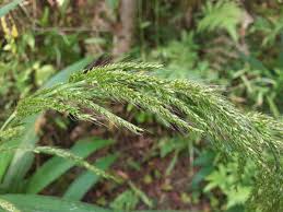 Image result for Setaria poiretiana