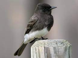 Small black bird with white belly. Black Phoebe Identification All About Birds Cornell Lab Of Ornithology