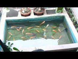 Budidaya Ikan Nila Di Lahan Sempit Youtube