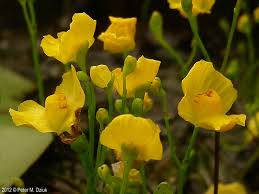 Image result for Utricularia appendiculata