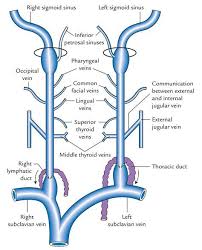 Internal Jugular Vein Tributaries Jugular Anatomy Dental Anatomy